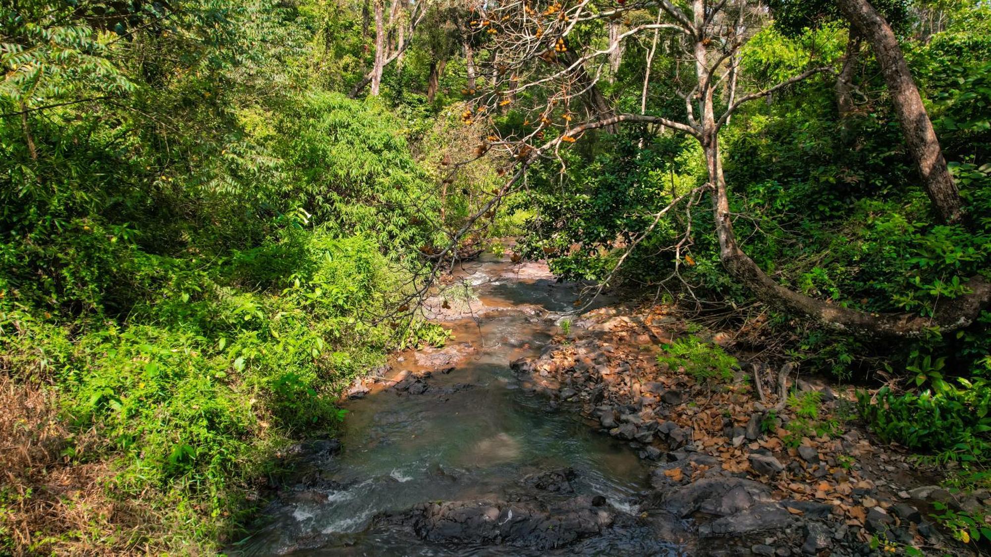 Kingmaker'S Plantation With River Stream Madikeri Buitenkant foto